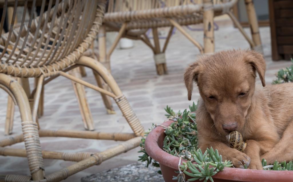 B&B Cantico Delle Creature Assisi Kültér fotó