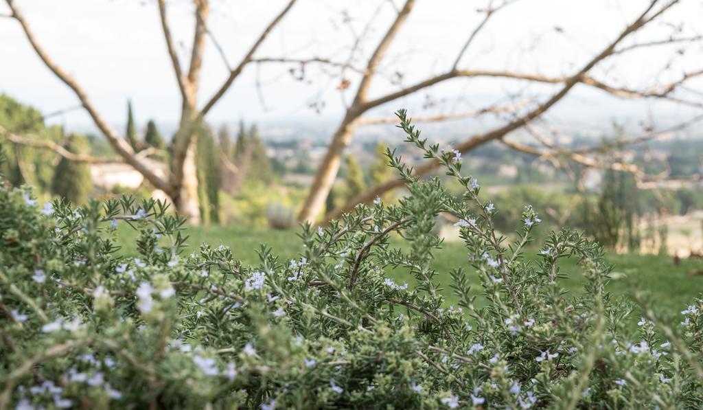 B&B Cantico Delle Creature Assisi Kültér fotó