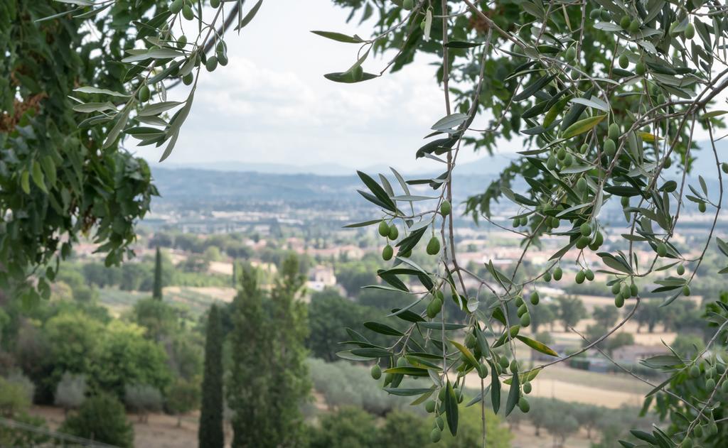 B&B Cantico Delle Creature Assisi Kültér fotó